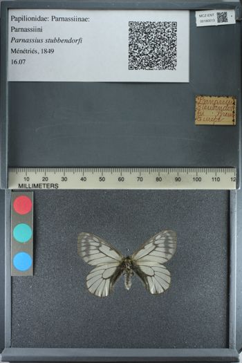 Media type: image;   Entomology 180013